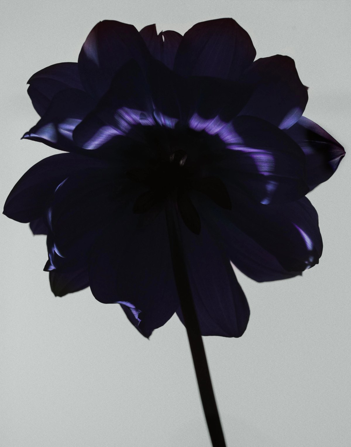 roelen — image 1