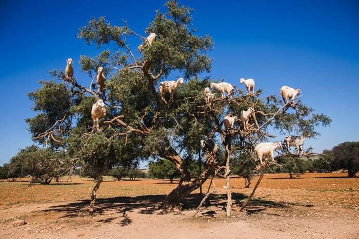 Goats on Argan Trees 2