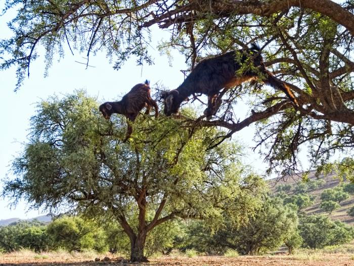 Goats on Argan Trees