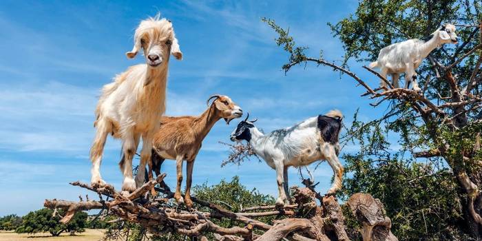 Goats on Argan Trees 1