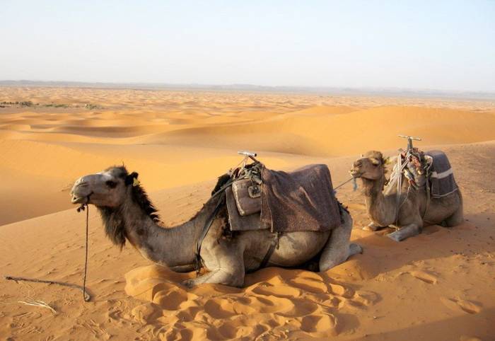 Camel Riding 4