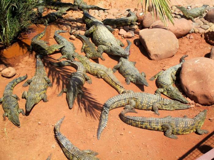 Crocoparc Agadir 1