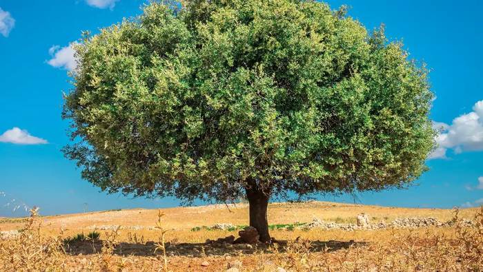 Goats on Argan Trees 4