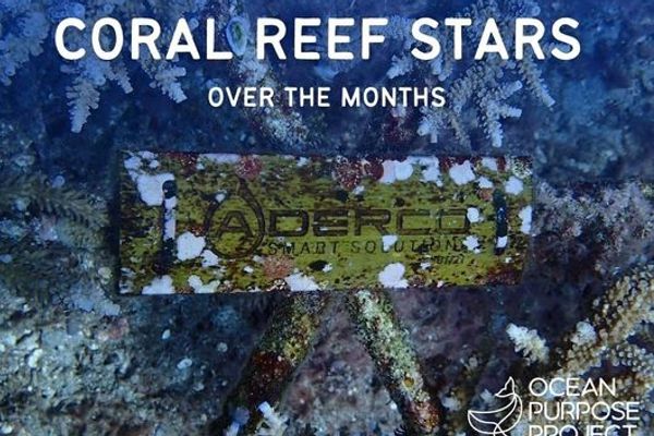 Aderco's Coral Reef Stars