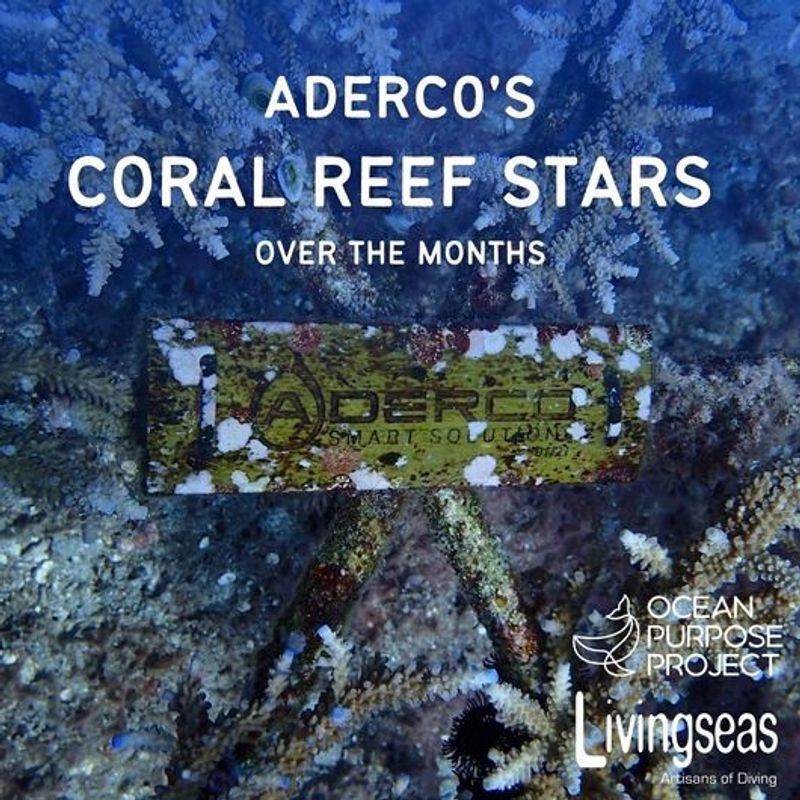 Aderco's Coral Reef Stars