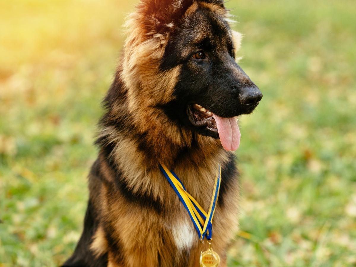 El Pastor Alemán: guía definitiva de líneas, temperamento y qué mirar antes de elegir