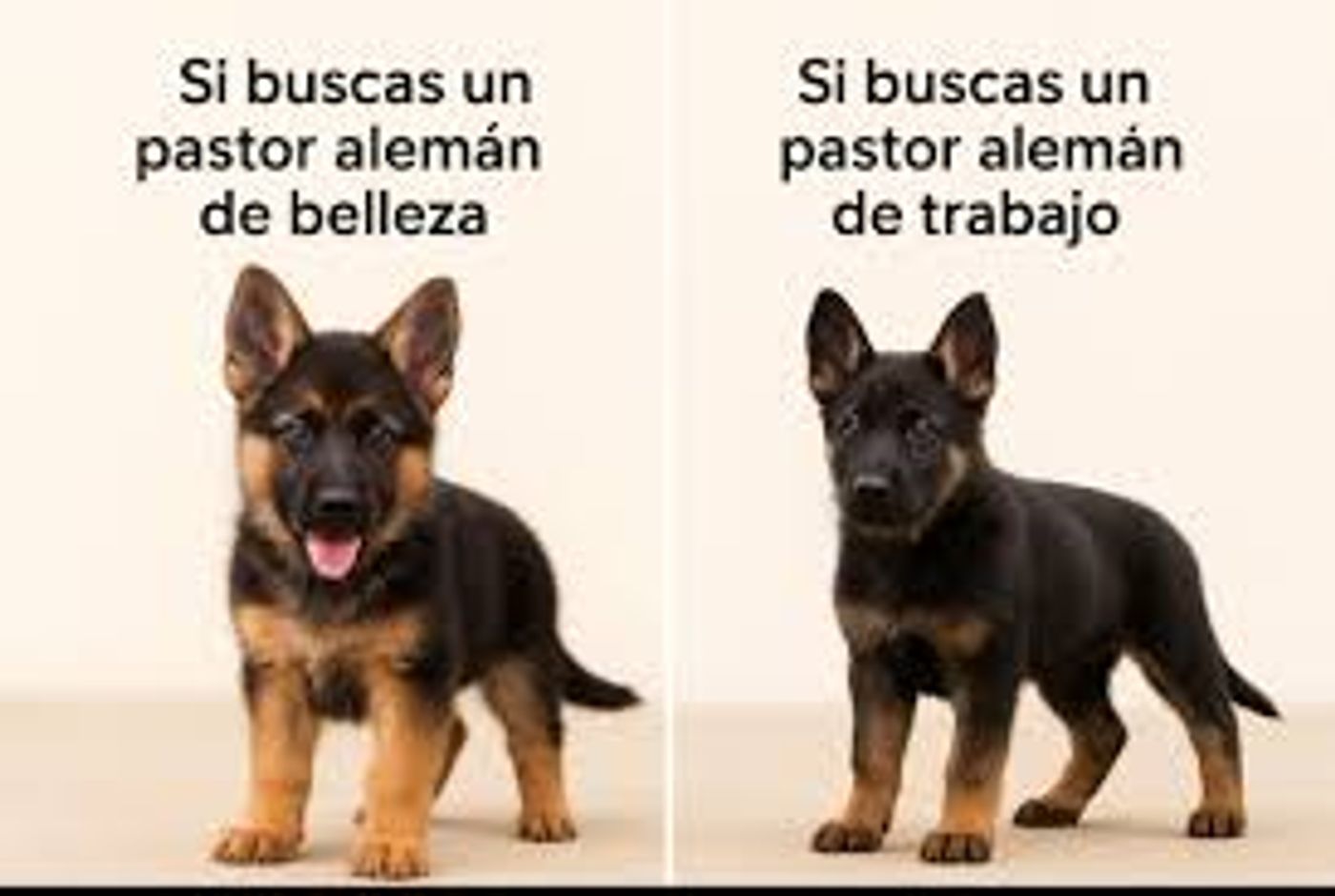 Dos cachorros posando de linea trabajo y de belleza