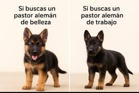 Dos cachorros posando de linea trabajo y de belleza