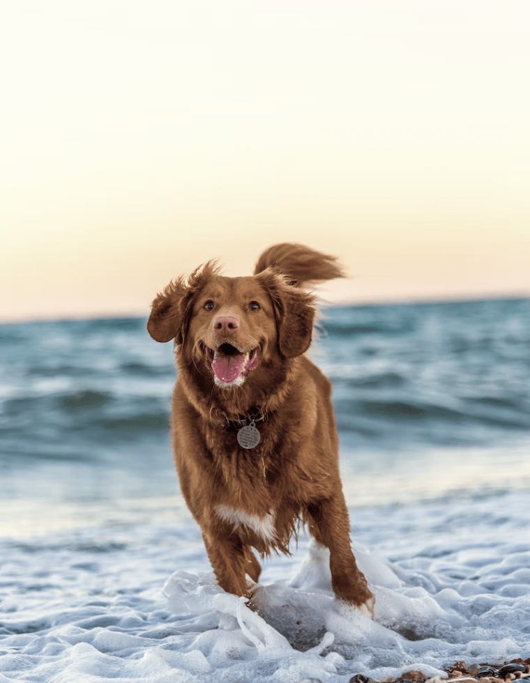 dog running through water at the beach