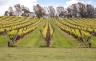 Rows of grapes on a Mornington Peninsula Vineyard