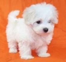 Adorable male and female Maltese available for FREE ADOPTION. | Dogs | Los Angeles | 2