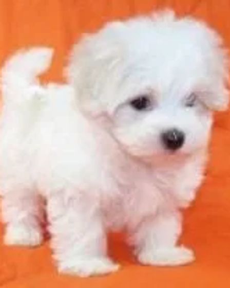 Adorable male and female Maltese available for FREE ADOPTION. | Dogs | Los Angeles | 2