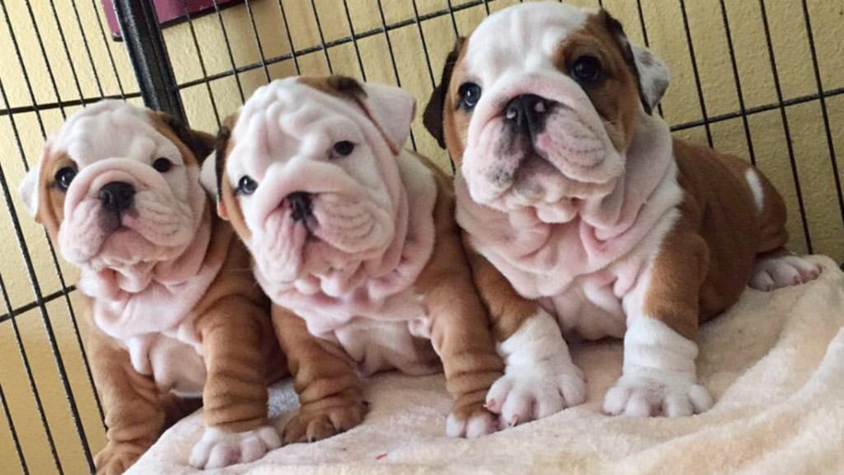 Adorable 12-Week-Old English Bulldog Puppies – 2 Girls & 1 Boy! | Dogs | Rochester | Ad gallery (SEO) | 3