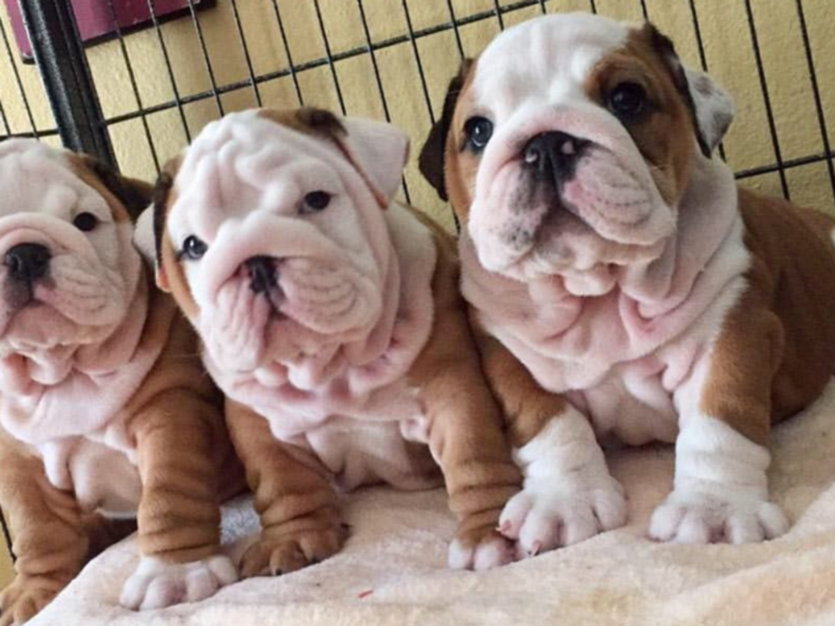 Adorable 12-Week-Old English Bulldog Puppies – 2 Girls & 1 Boy! | Dogs | Rochester | Ad gallery (SEO) | 2