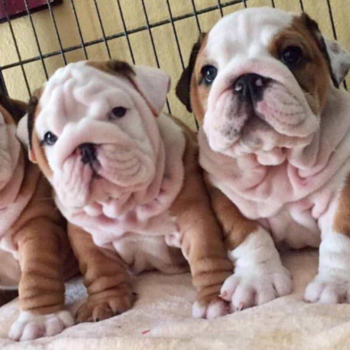 Adorable 12-Week-Old English Bulldog Puppies – 2 Girls & 1 Boy! | Dogs | Rochester | Ad gallery (SEO) | 1