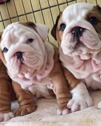 Adorable 12-Week-Old English Bulldog Puppies – 2 Girls & 1 Boy!