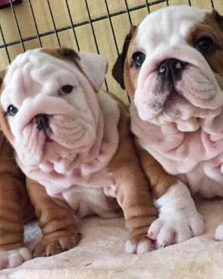 Adorable 12-Week-Old English Bulldog Puppies – 2 Girls & 1 Boy! | Dogs | Edison | 1