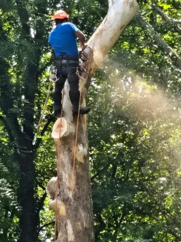 Garcias Tree Service and Lawn | Other Services | Greensboro | 3