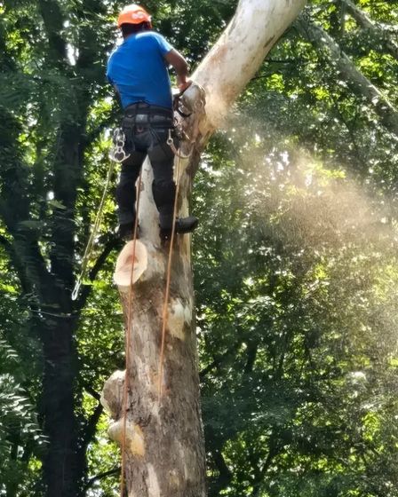 Garcias Tree Service and Lawn | Other Services | Greensboro | 3