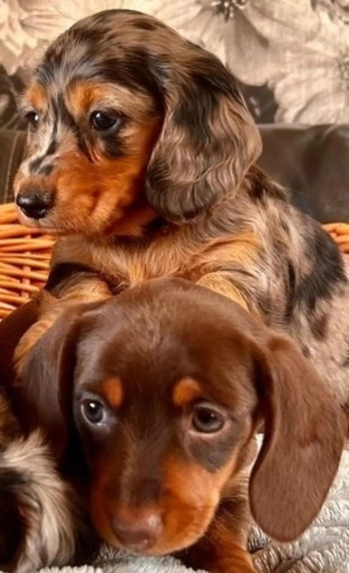 Dachshunds Puppies For Sale | Dogs | New York City | 2