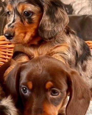Dachshunds Puppies For Sale | Dogs | Dallas | 2