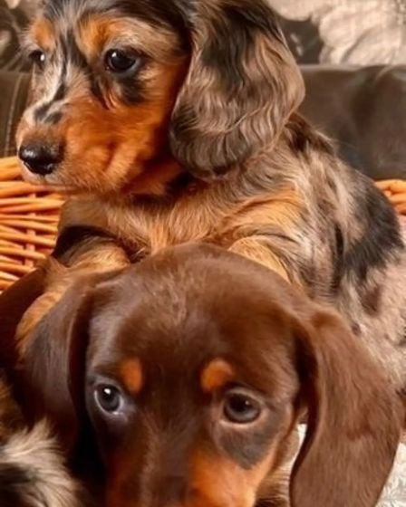 Dachshunds Puppies For Sale | Dogs | New York City | 2