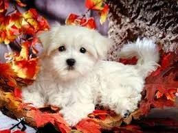 Adorable male and female Maltese available for FREE ADOPTION.