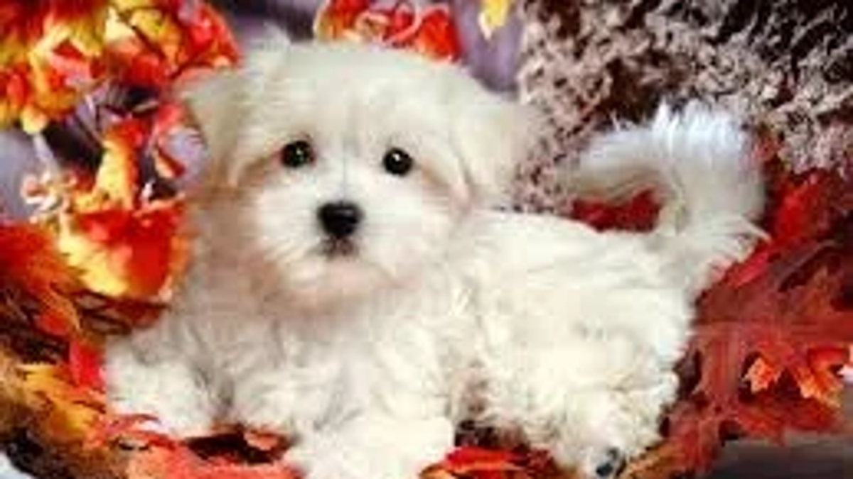 Adorable male and female Maltese available for FREE ADOPTION. | Dogs | Los Angeles | Ad gallery (SEO) | 3