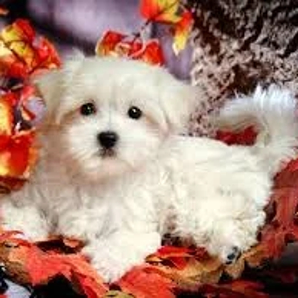 Adorable male and female Maltese available for FREE ADOPTION. | Dogs | Los Angeles | Ad gallery (SEO) | 1