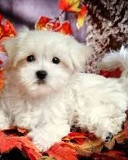 Adorable male and female Maltese available for FREE ADOPTION. | Dogs | Los Angeles | 1