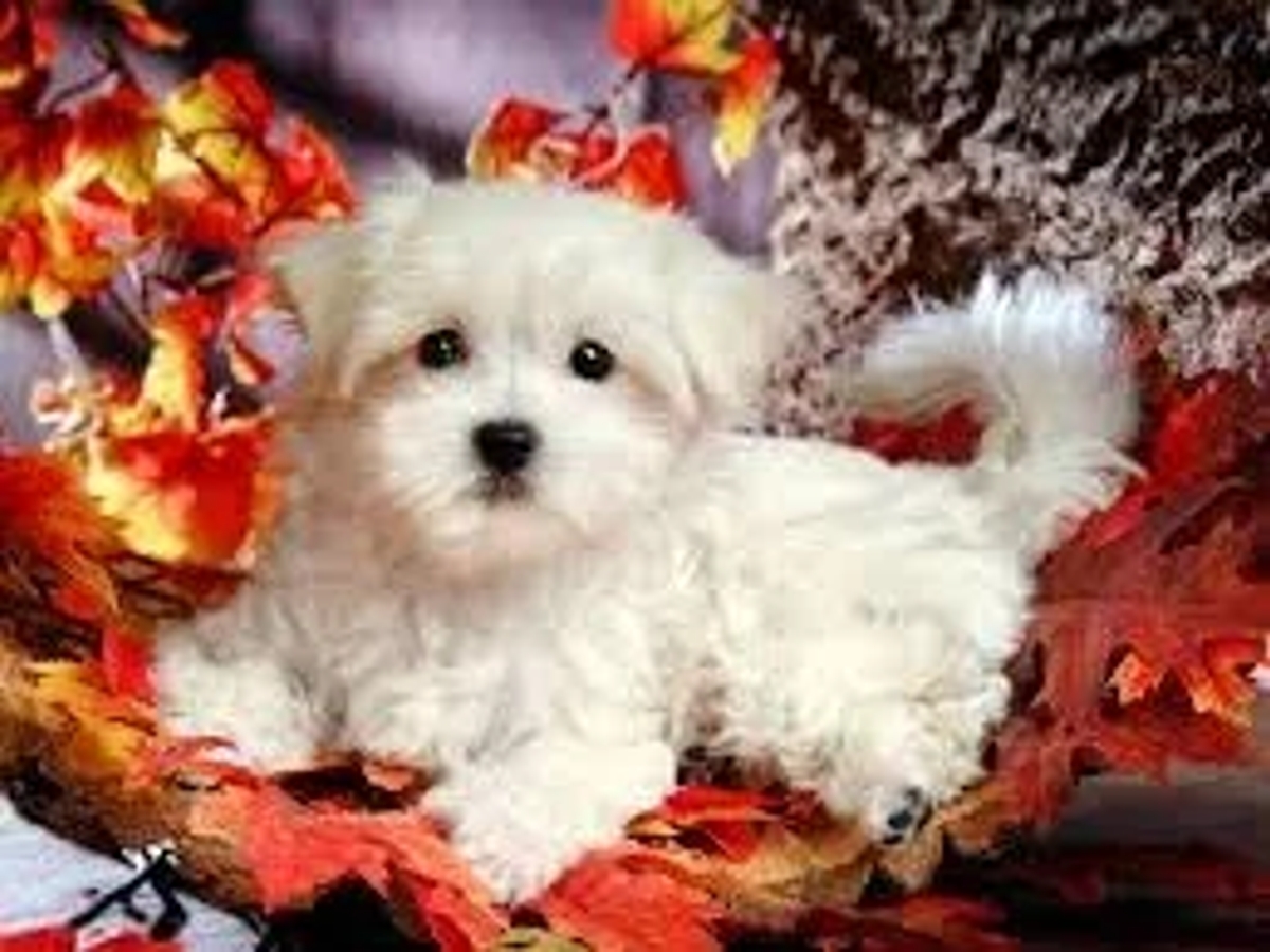 Adorable male and female Maltese available for FREE ADOPTION. | Dogs | Los Angeles | Ad gallery (SEO) | 2