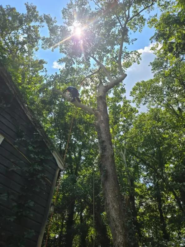 Garcias Tree Service and Lawn | Other Services | Greensboro | 5