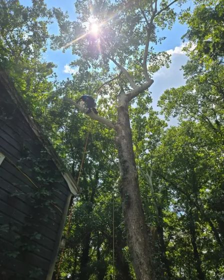 Garcias Tree Service and Lawn | Other Services | Greensboro | 5