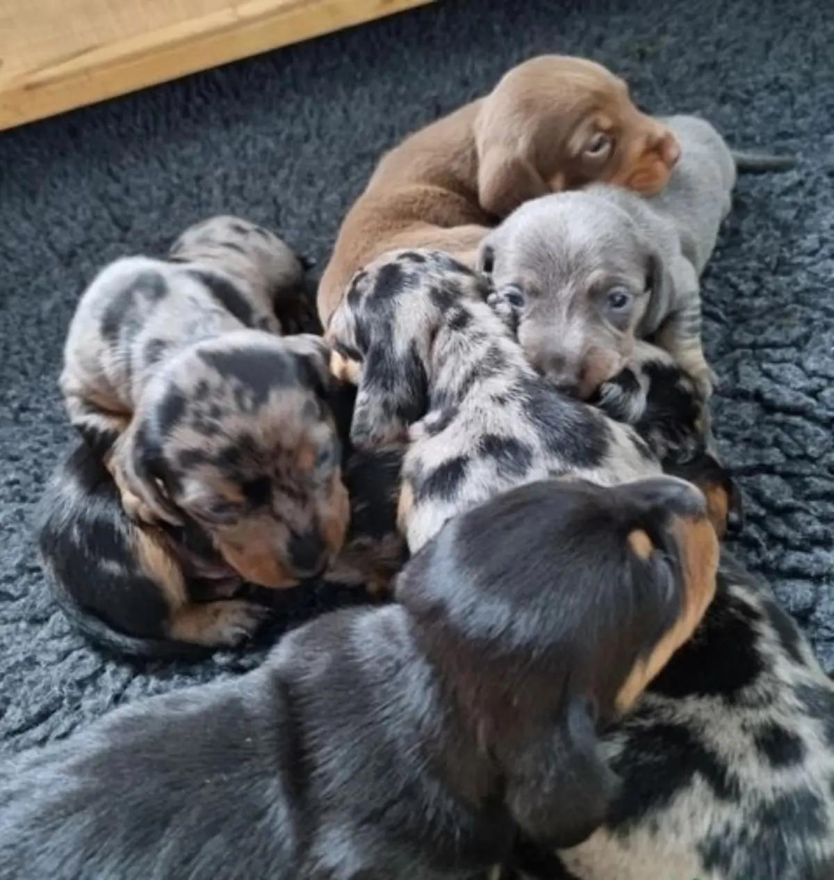 Dachshunds Puppies For Sale | Dogs | New York City | 3