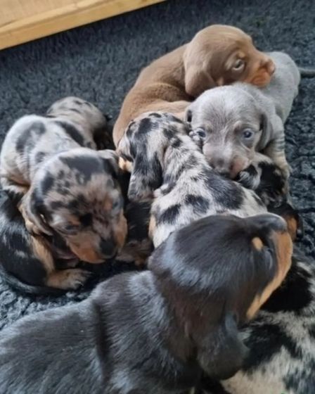 Dachshunds Puppies For Sale | Dogs | New York City | 3