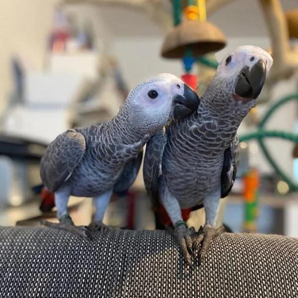Well-Socialized African Grey Parrot Babies | Birds | Los Angeles | 4