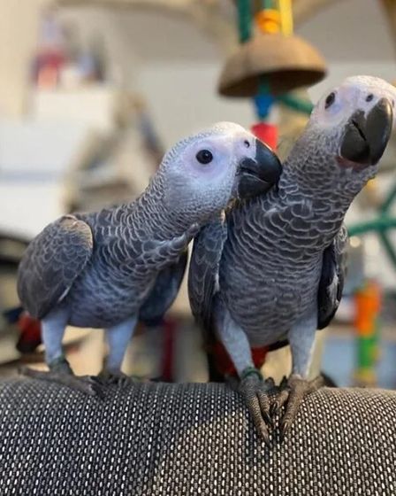 Well-Socialized African Grey Parrot Babies | Birds | Los Angeles | 4
