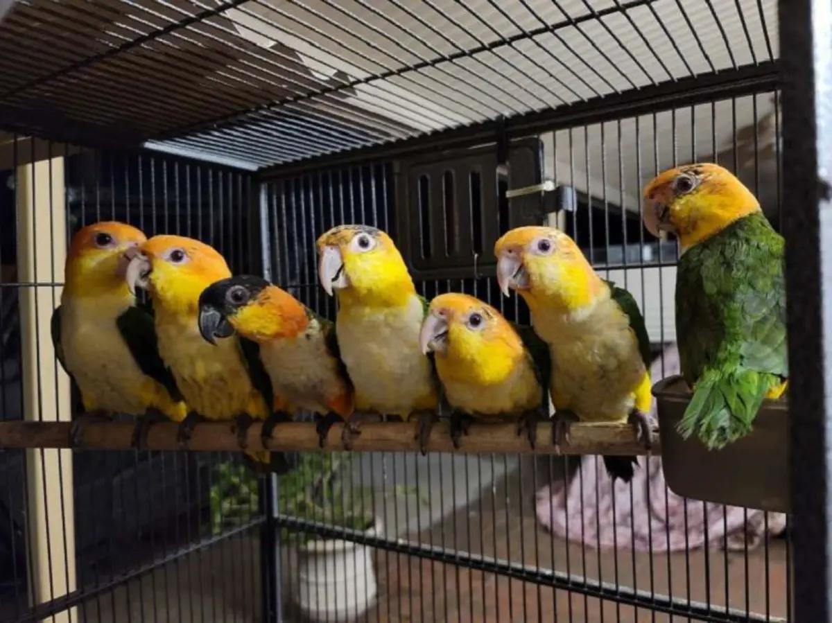 Parrots Available For Sale  | Birds | Wilmington | 3