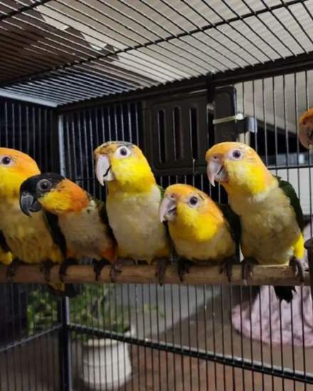 Parrots Available For Sale | Birds | Wilmington | 3