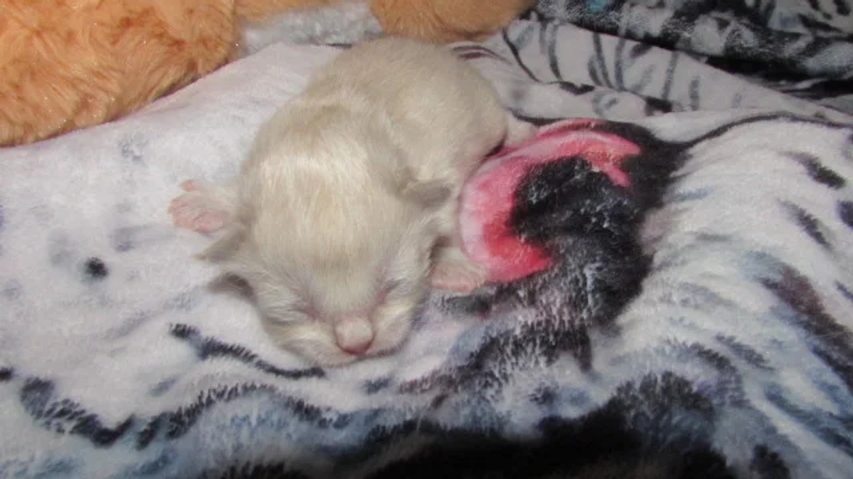 ragdoll kittens for sale | Cats | Charleston | Ad gallery (SEO) | 3