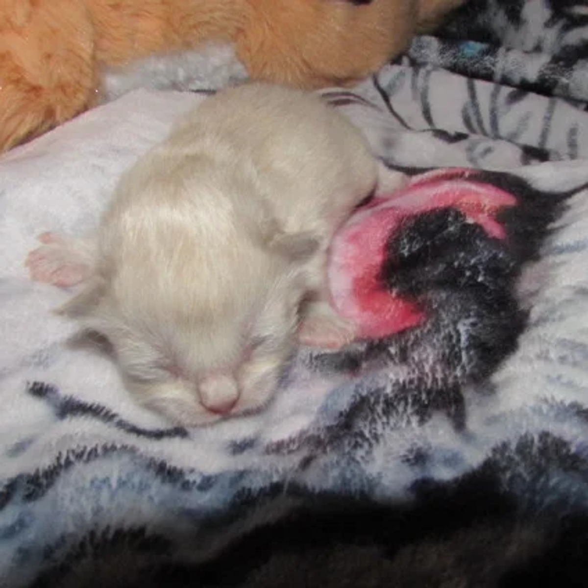 ragdoll kittens for sale | Cats | Charleston | Ad gallery (SEO) | 1