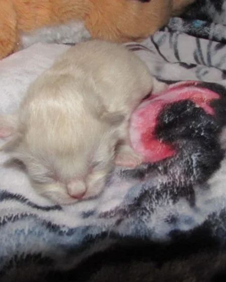 ragdoll kittens for sale | Cats | Charleston | 1
