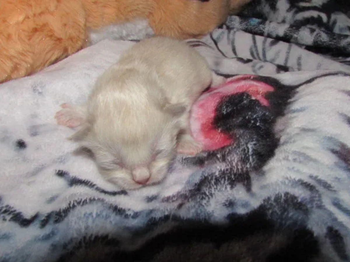ragdoll kittens for sale | Cats | Charleston | Ad gallery (SEO) | 2