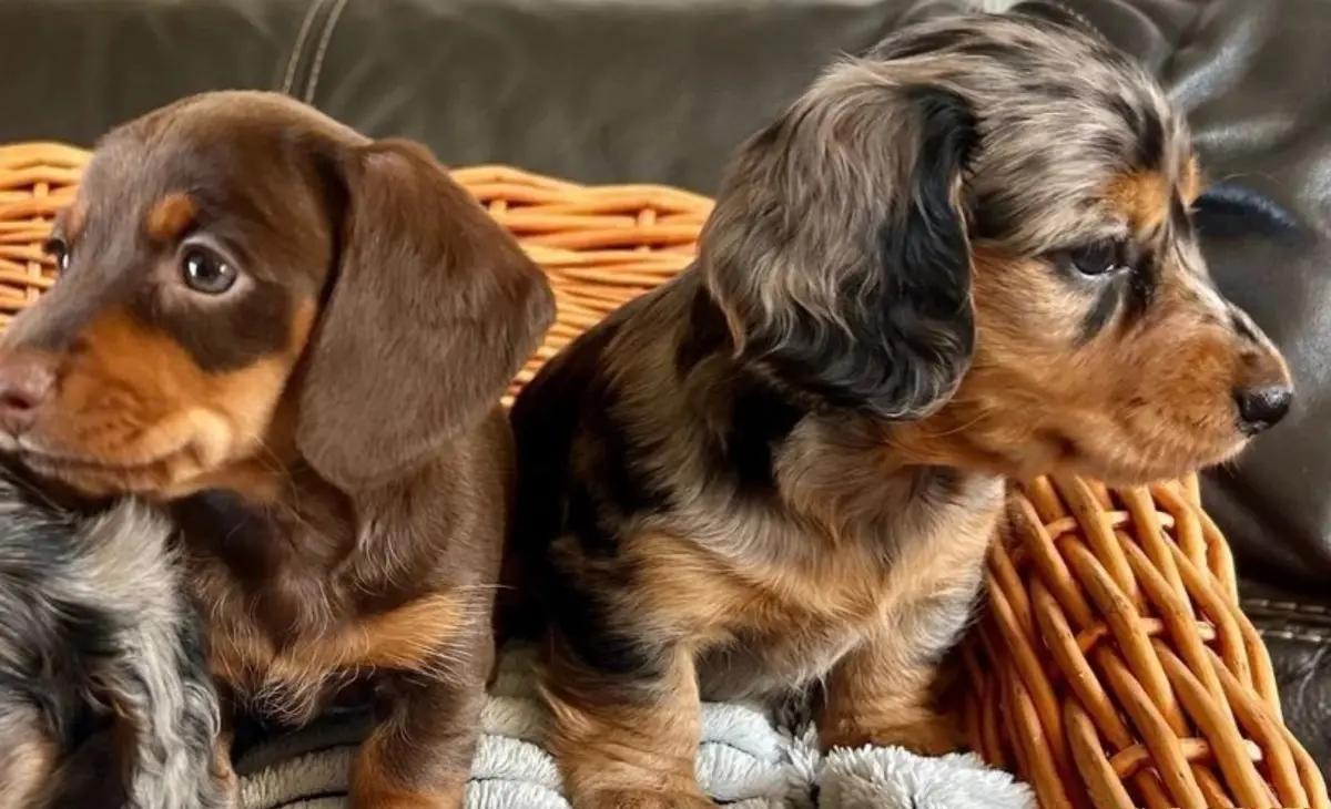 Dachshunds Puppies For Sale | Dogs | New York City | 4