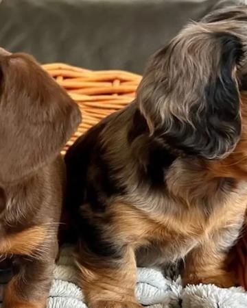 Dachshunds Puppies For Sale | Dogs | Dallas | 4