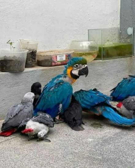 Parrots Available For Sale | Birds | Wilmington | 1