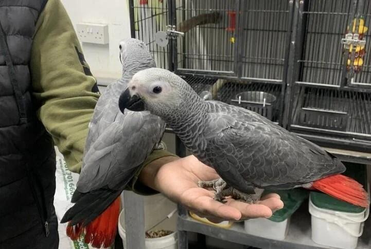 Well-Socialized African Grey Parrot Babies | Birds | Los Angeles | 2