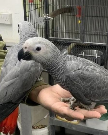 Well-Socialized African Grey Parrot Babies | Birds | Los Angeles | 2