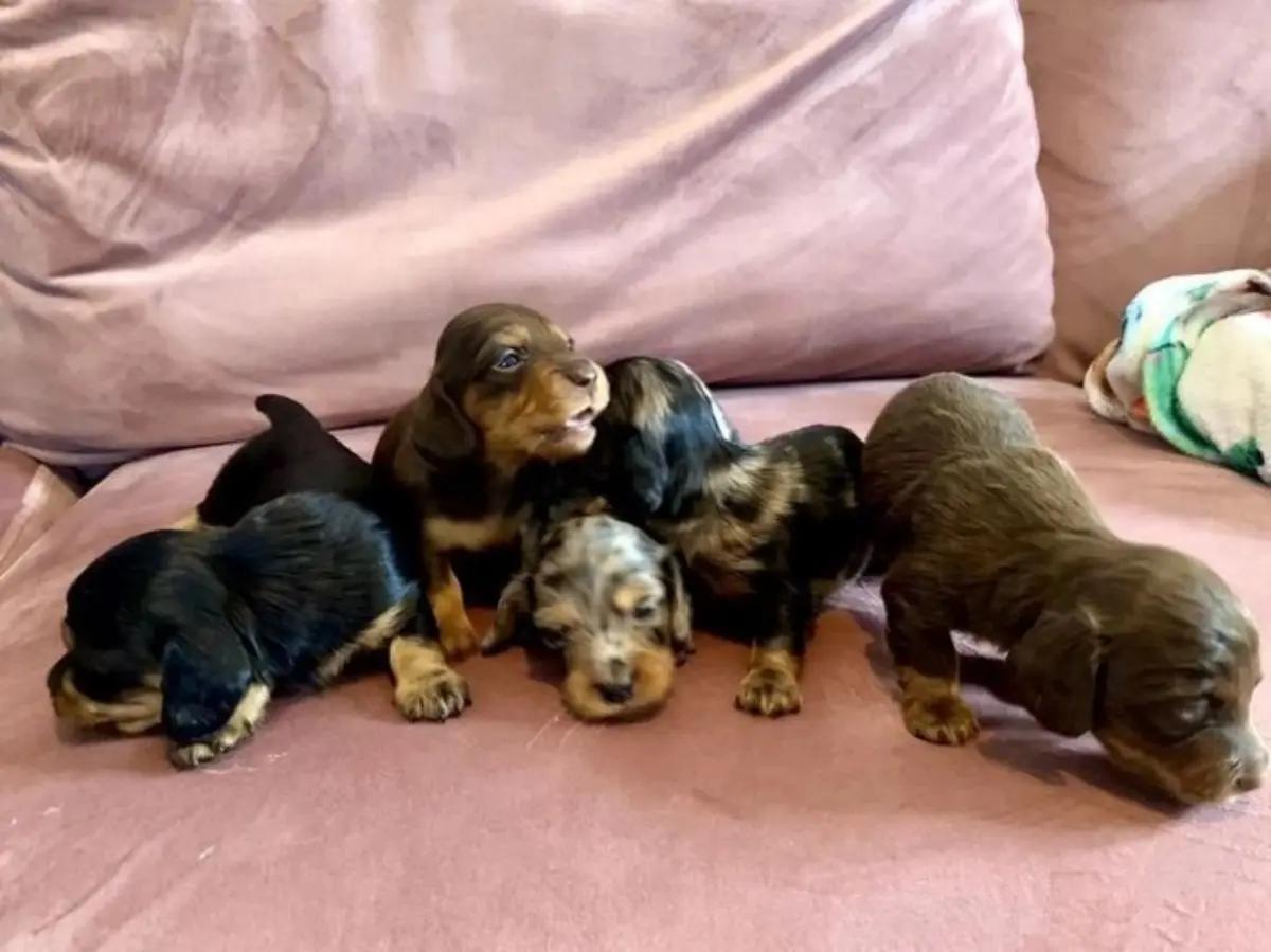 Dachshunds Puppies For Sale | Dogs | New York City | 6