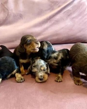 Dachshunds Puppies For Sale | Dogs | Dallas | 6